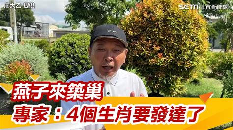 家裡燕子築巢|燕子築巢＝風水寶地 民俗專家：這「4個生肖」準備在。